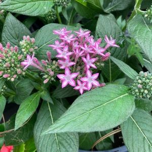 Meet your Posher, Rhona